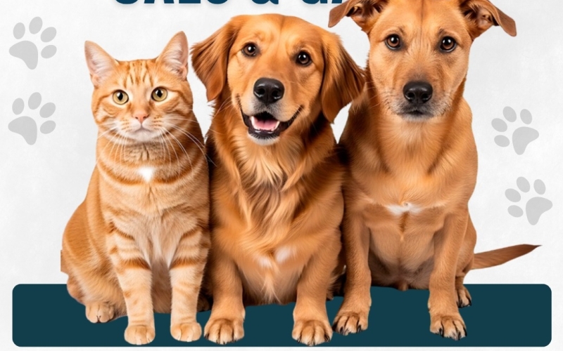Campanha de intensificação de vacinação antirrábica para cães e gatos